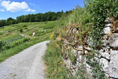 Geigersberg Juni20 027.JPG