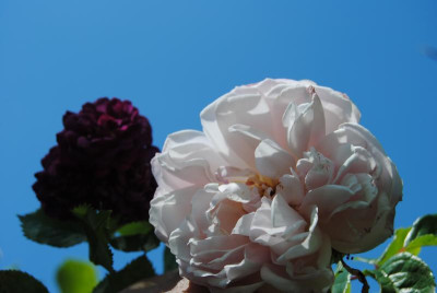 DSC_0887.JPG