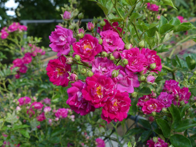 2020-06-22 Rosen 'Super Excelsa' 1.jpg