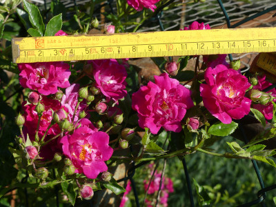 2020-06-22 Rosen 'Super Excelsa' 2.jpg