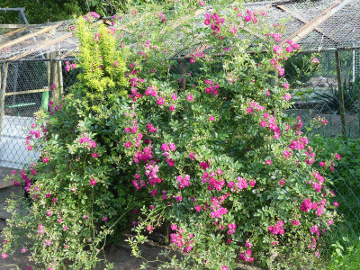 2020-06-22 Rosen 'Super Excelsa' 3.jpg