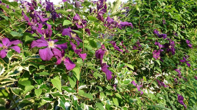 C. viticella Etoile violett.JPG