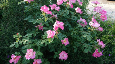 Rosa x 1.JPG