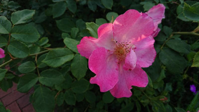 Rosa 3.JPG