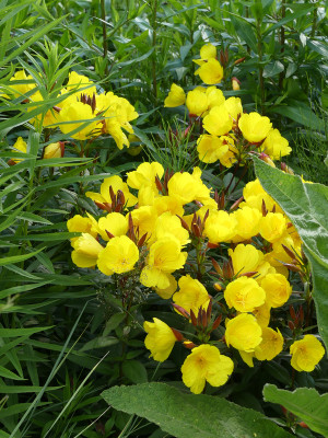 2020-06-22 Oenothera 'Sonnenwende' 1.jpg