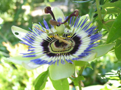 passiflora_caerulea_1.jpg