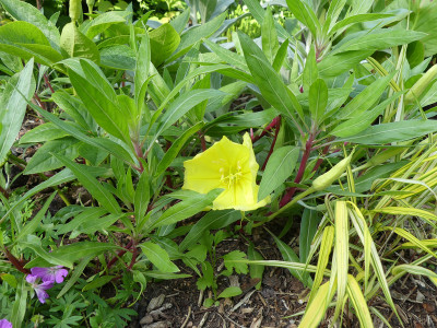 2020-06-22 Oenothera missouriensis 1.jpg