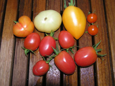 tomaten31081.jpg