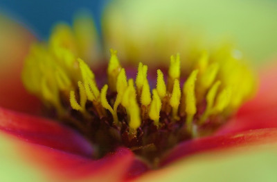 Dahlia_1_25-08-2007.jpg
