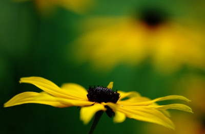 Rudbeckia_1_25-08-2007.jpg