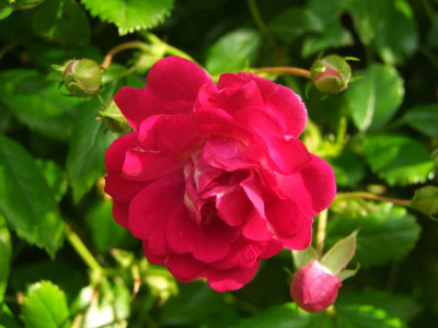 2020_0324RosenheckeJuni0040.JPG