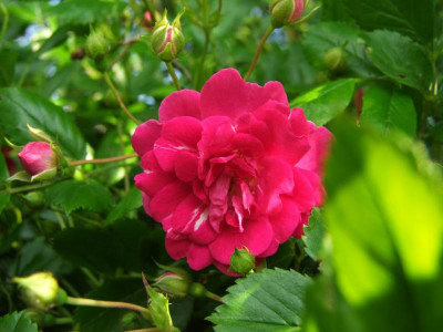 2020_0324RosenheckeJuni0045.JPG