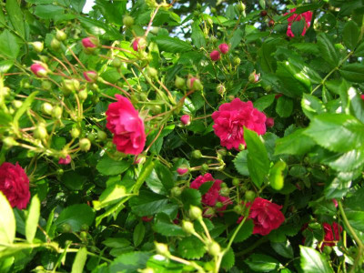 2020_0324RosenheckeJuni0050.JPG