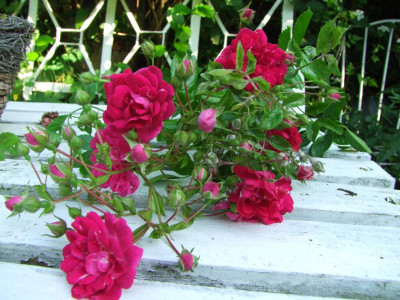 2020_0324RosenheckeJuni0097.JPG