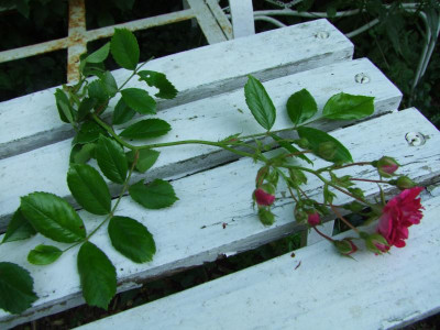 2020_0324RosenheckeJuni0098.JPG