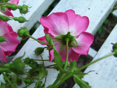 2020_0324RosenheckeJuni0103.JPG