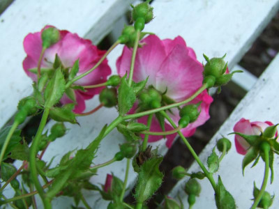 2020_0324RosenheckeJuni0104.JPG