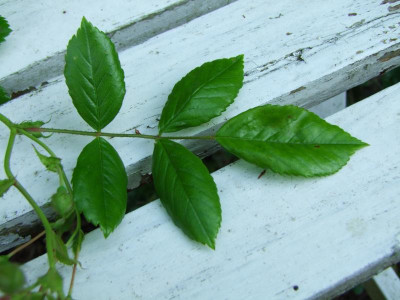 2020_0324RosenheckeJuni0102.JPG