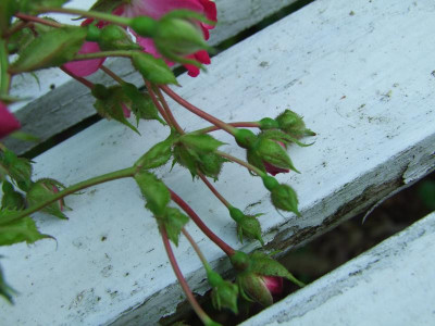 2020_0324RosenheckeJuni0100.JPG