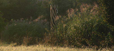 miscanthus-morgens.jpg
