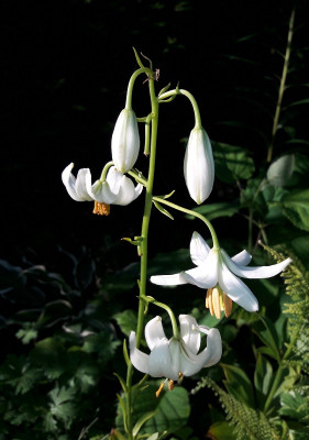 Einzelblüte Snowy Morning.jpg