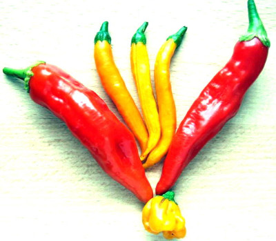 ChiliErnte0831.jpg