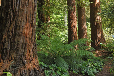 redwood_home.jpg