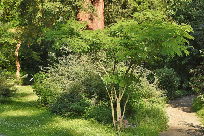 albizia1.jpg
