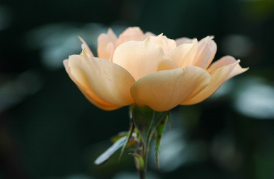 Rosa_Bridge_of_Sigh_1_25-08-2007.jpg