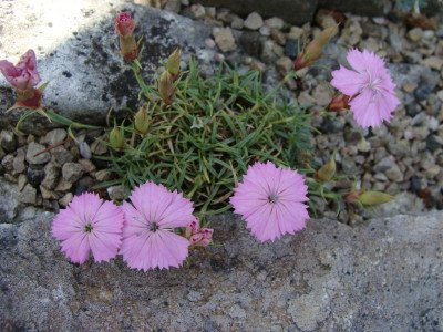 Dianthus haematocalyx..JPG