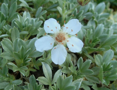 Potentilla nitida weiß.jpg