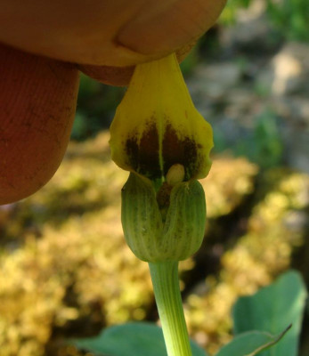 Dracunculus fraglich1.jpg