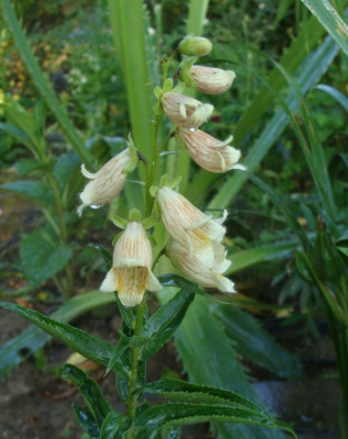 Digitalis ciliata20.jpg