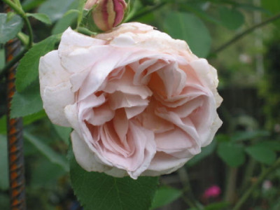 Cymbaline_Ende_August_07.jpg