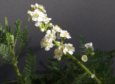 Chamaebatiara millefolium 24.06.20.JPG