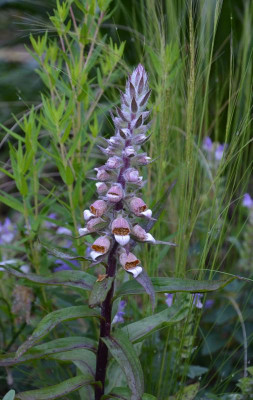 Digitalis_lanata.20-1.jpg