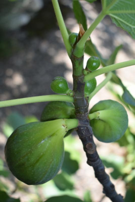 Feigen, Oleander 010.JPG
