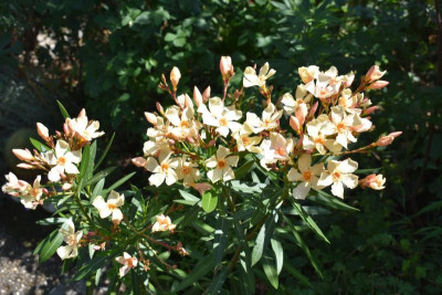 Feigen, Oleander 012.JPG