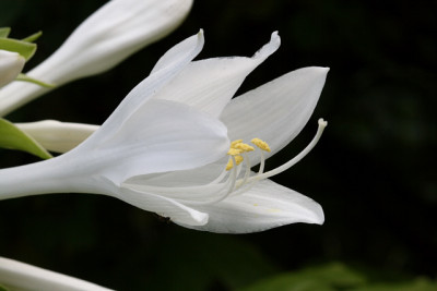 St_HostaplatanoidesBluehte010907.jpg