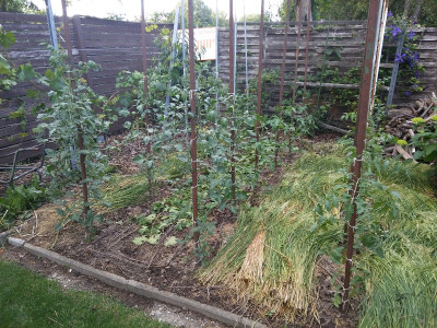 Tomaten 20200620.jpg