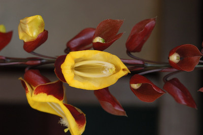 070625_blueten_ella.jpg