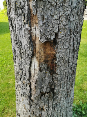 Apfelbaum.jpg