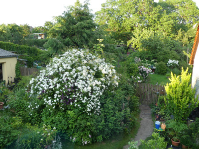 2020-06-24 Garteneinblick 9.jpg