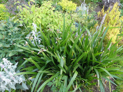 2020-06-24 Iris foetidissima 1.jpg