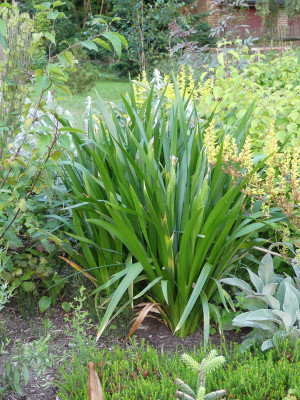 2020-06-24 Iris foetidissima 2.jpg
