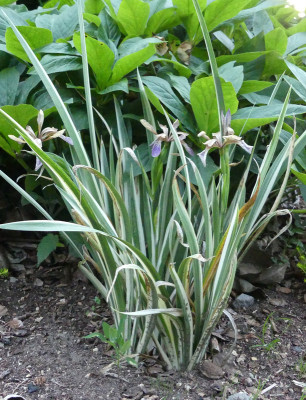 2020-06-24 Iris foetidissima 'Variegata' 1.jpg