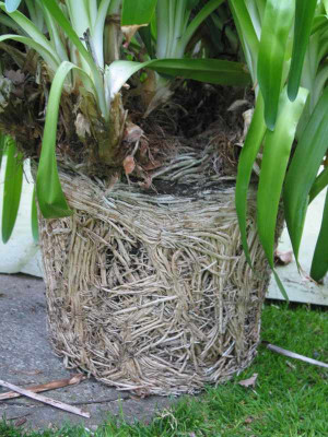 agapanthus_wurzelballen_1.jpg