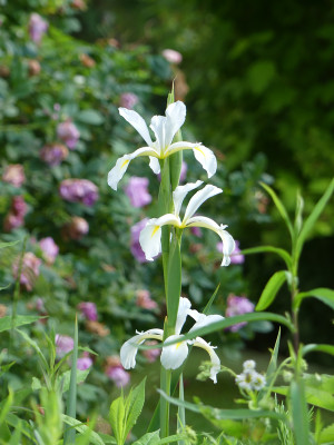 2020-06-24 Iris ochroleuca 'Frigia'.jpg