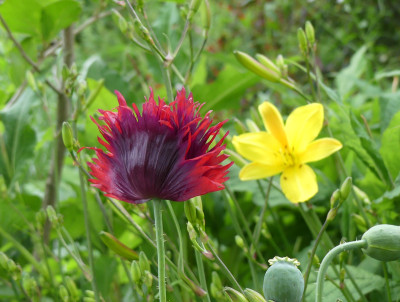 2020-06-24 Papaver.jpg