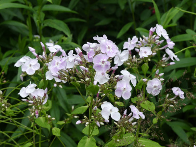 2020-06-24 Phlox 1.jpg